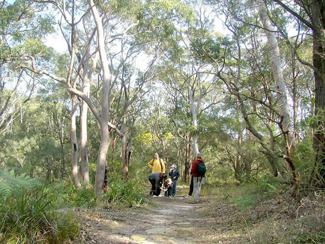 Angophora