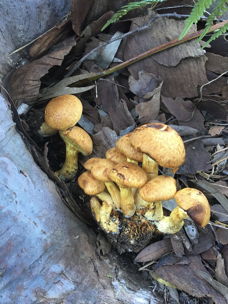 fungus