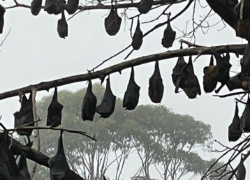 sleeping flying foxes