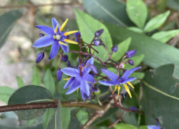 Dianella or Native Flax Lily
