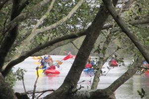 mangrove paddlers