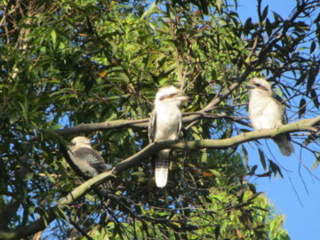 young kookaburras