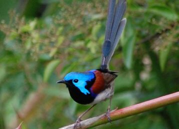 Variegated Wren