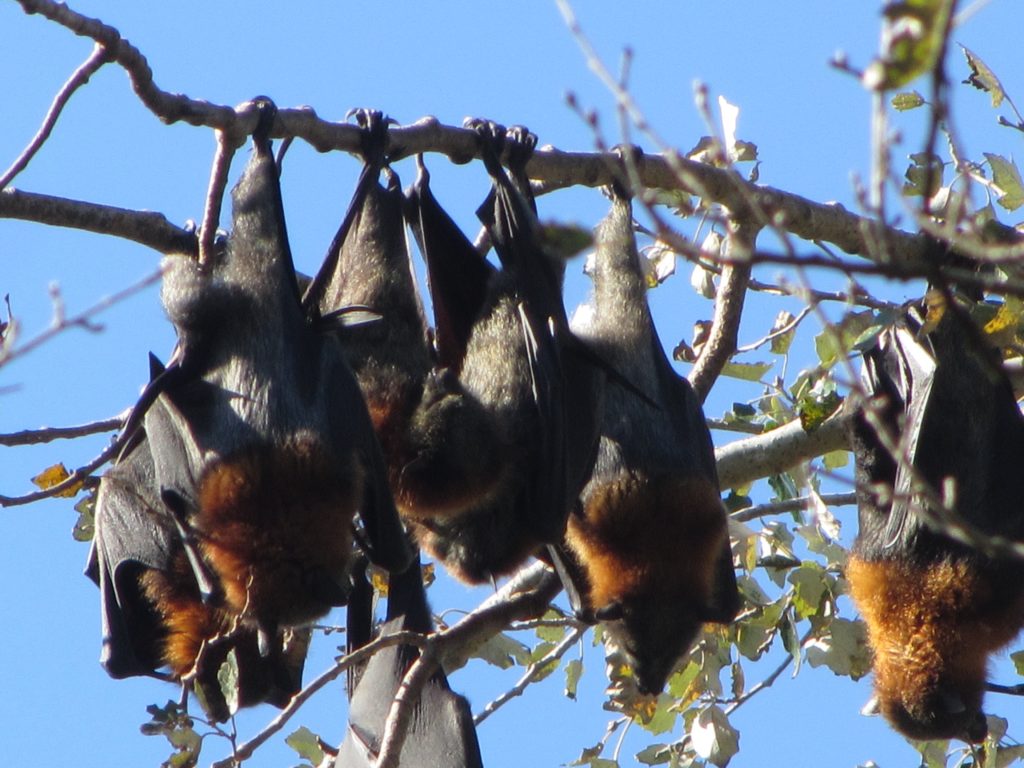Flying foxes roost