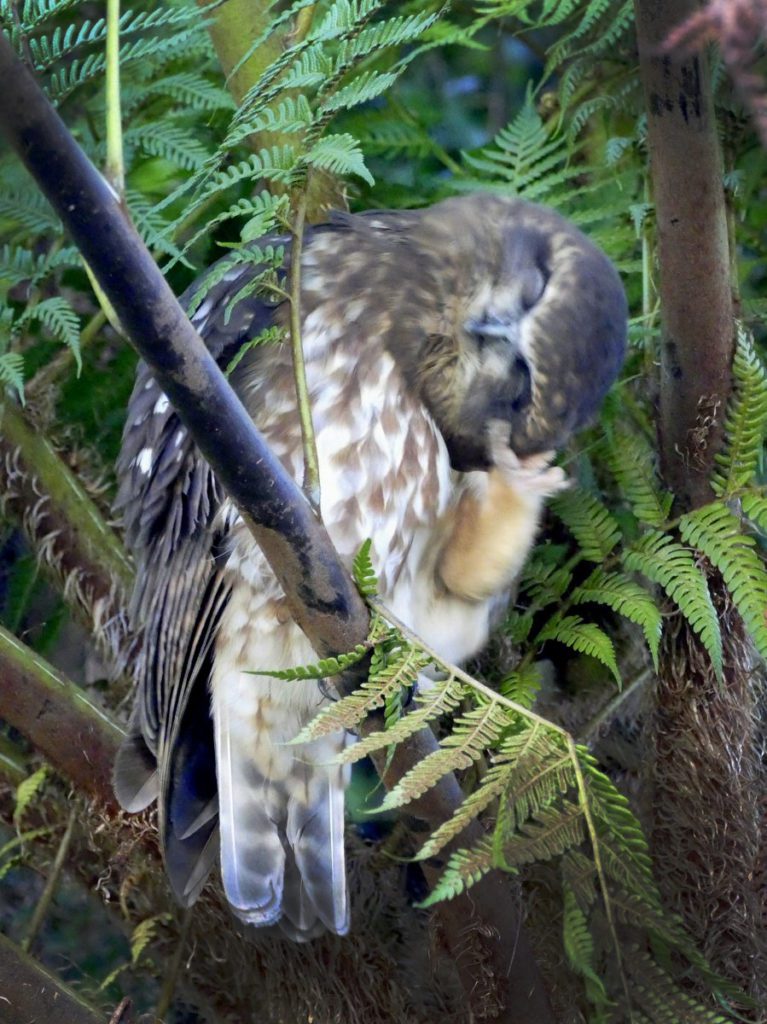 Boobook owl