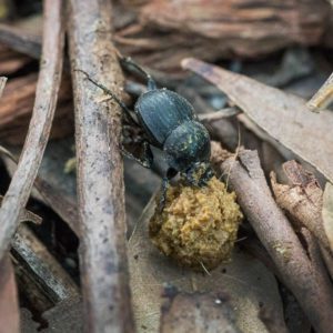 Burney Insect Insects | Wolli Creek Preservation Society NSW Inc.
