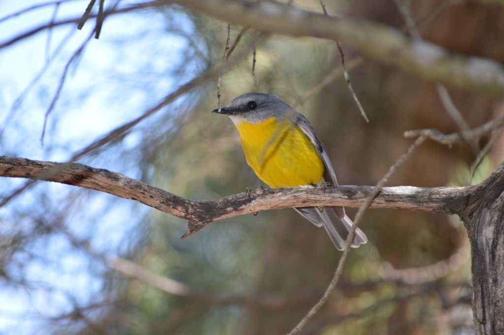 Eastern yellow robin