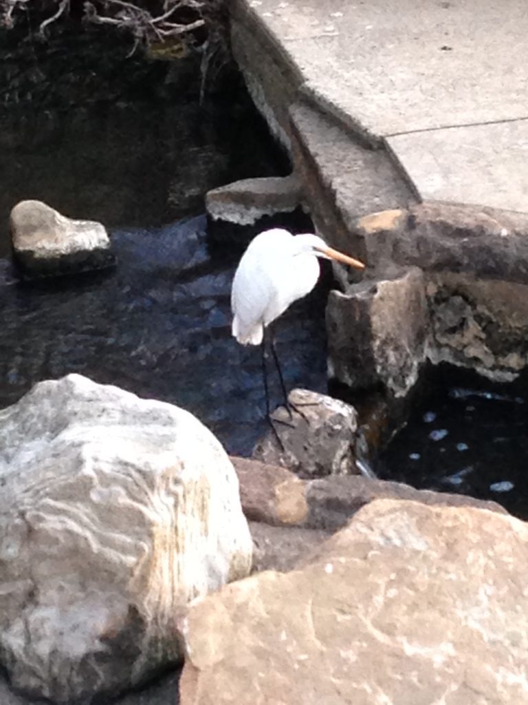 Egret fishing