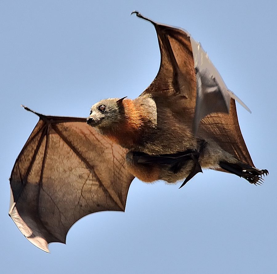 Female bat with baby
