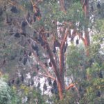 Flying foxes roost in trees