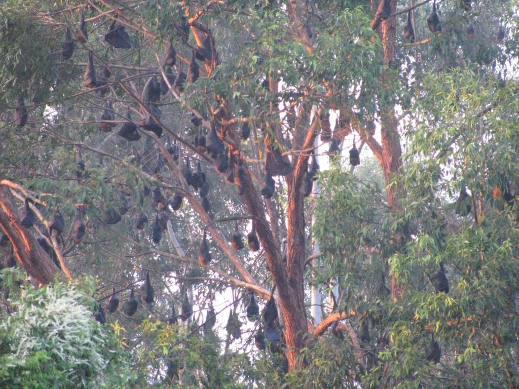 Flying foxes roost in trees