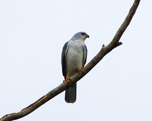 Grey Goshawk