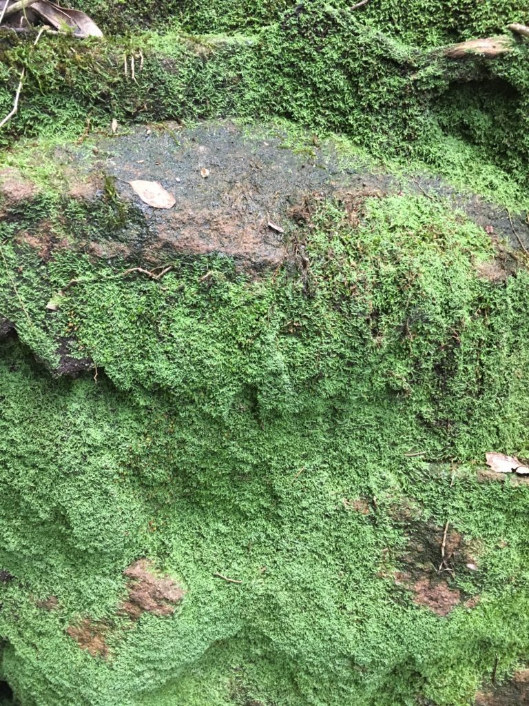 Moss on rock