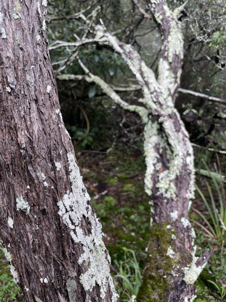 Lichen on tree