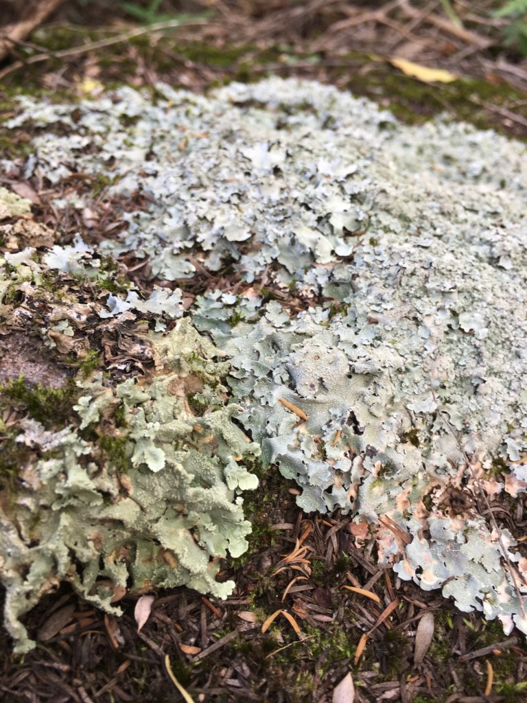 Lichen on rock