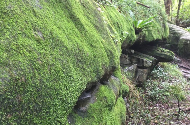 Moss on rock