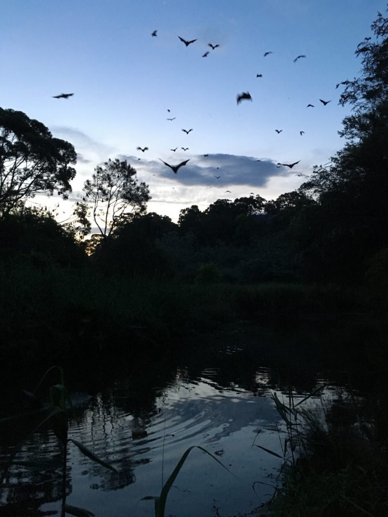 Flying foxes at dusk