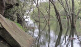 Mangroves