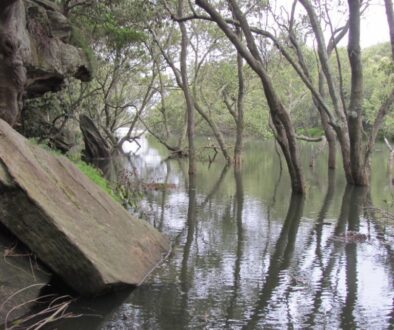 Mangroves