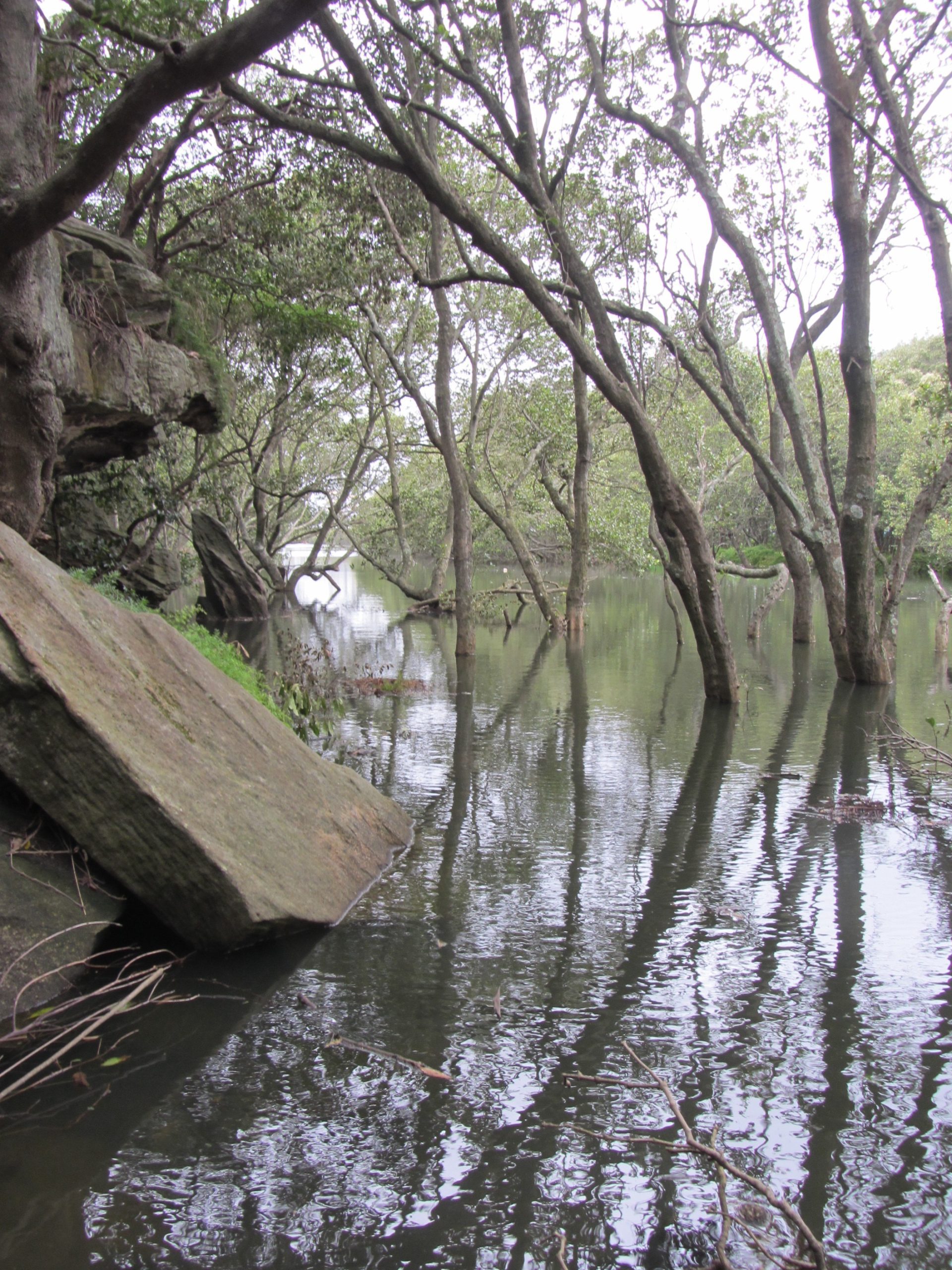 UPCOMING EVENTS - WOLLI CREEK VALLEY SPRING WALKS AND ECO-PADDLE ...