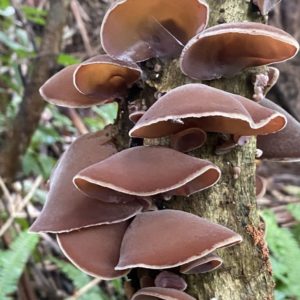 brown fungi