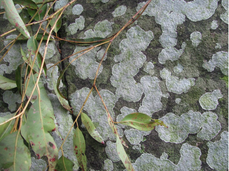 Lichen on rock