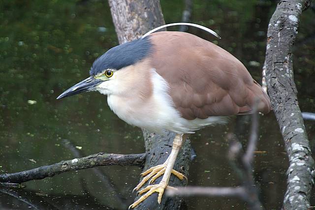 Nankeen Night Heron