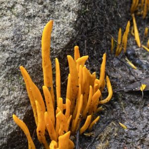 Orange finger fungus