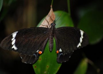 Orchard Swallowtail