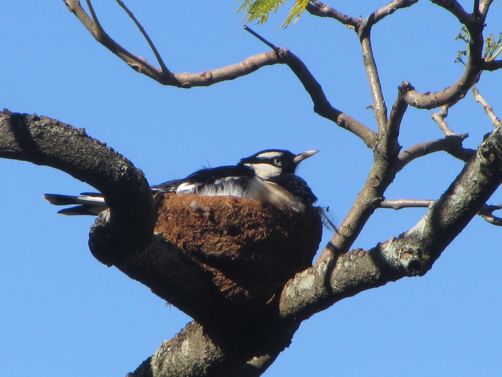 Magpie lark on nest