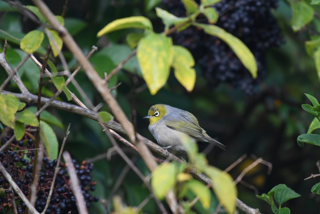 Silvereye