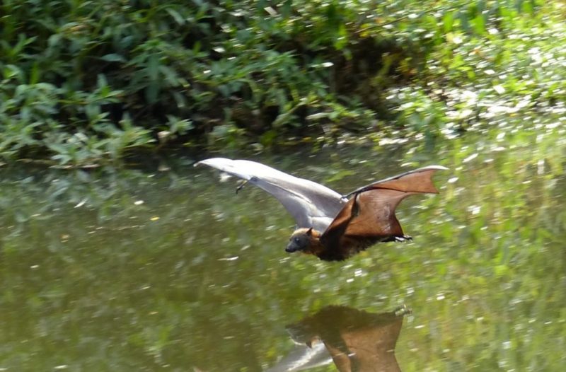 Flying fox over creek