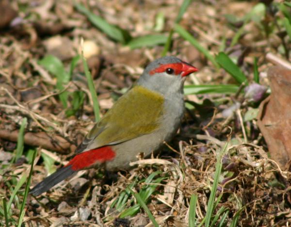 Red browed finch