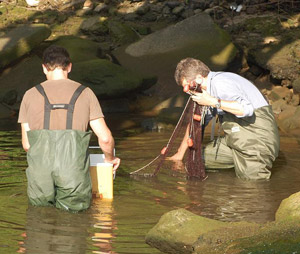 Fish netting