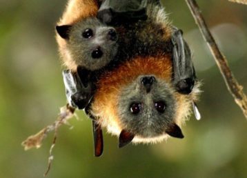 grey-headed flying fox