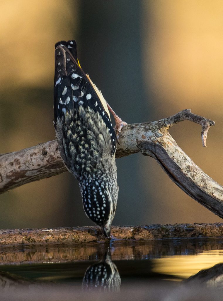 Spotted pardalote