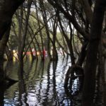 Paddlers in mangroves