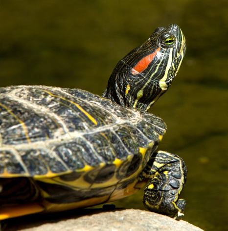 FeralScan Red-eared Slider Turtle