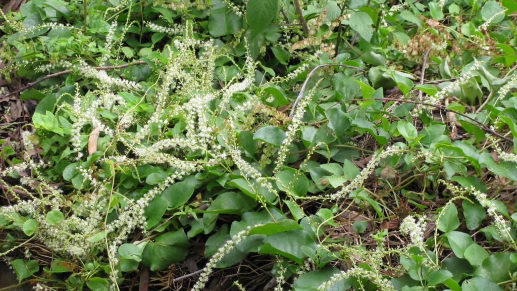 Madeira vine