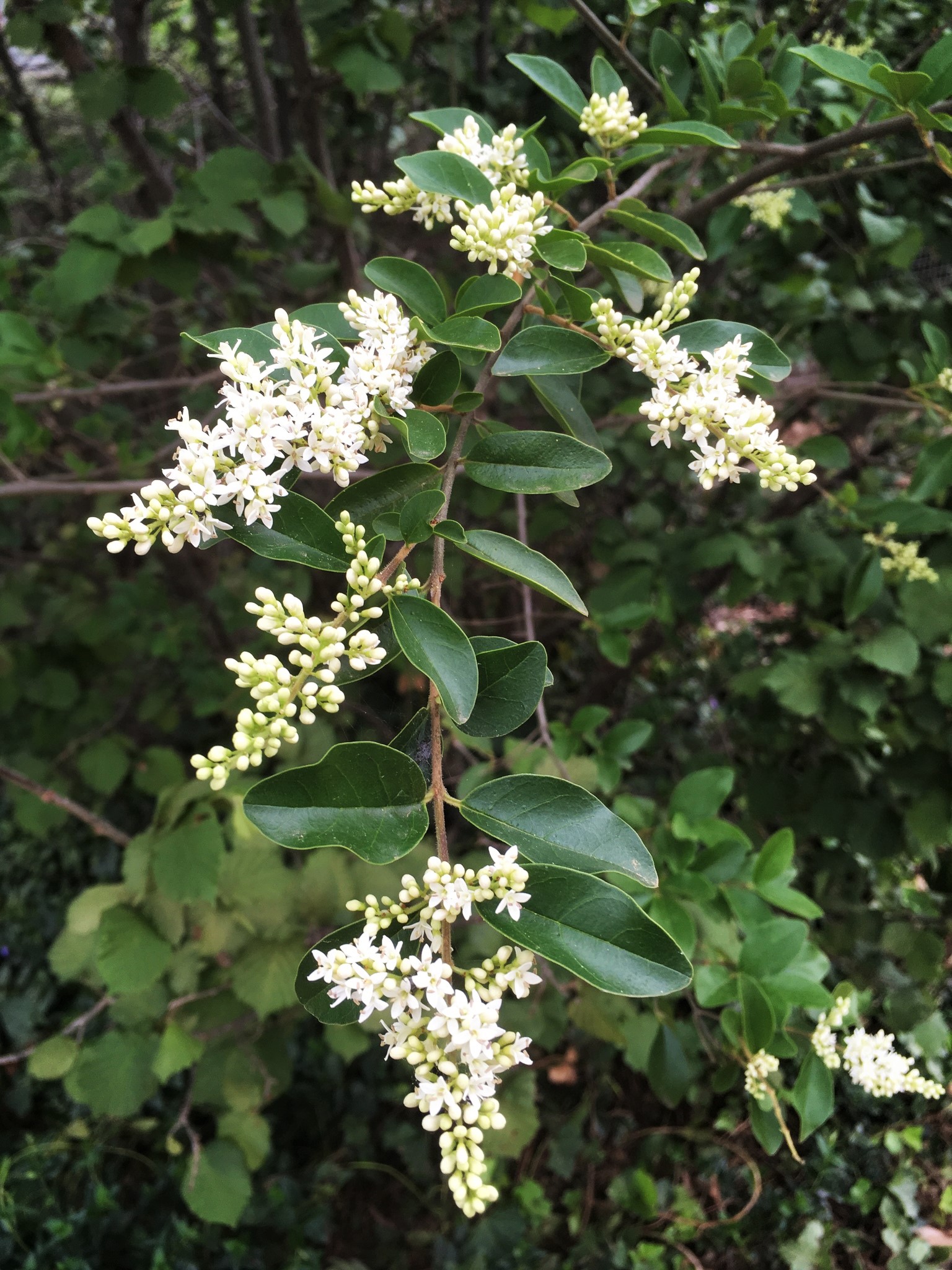 Small leaf privet