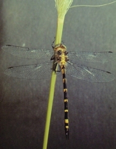 Sydney hawk dragonfly