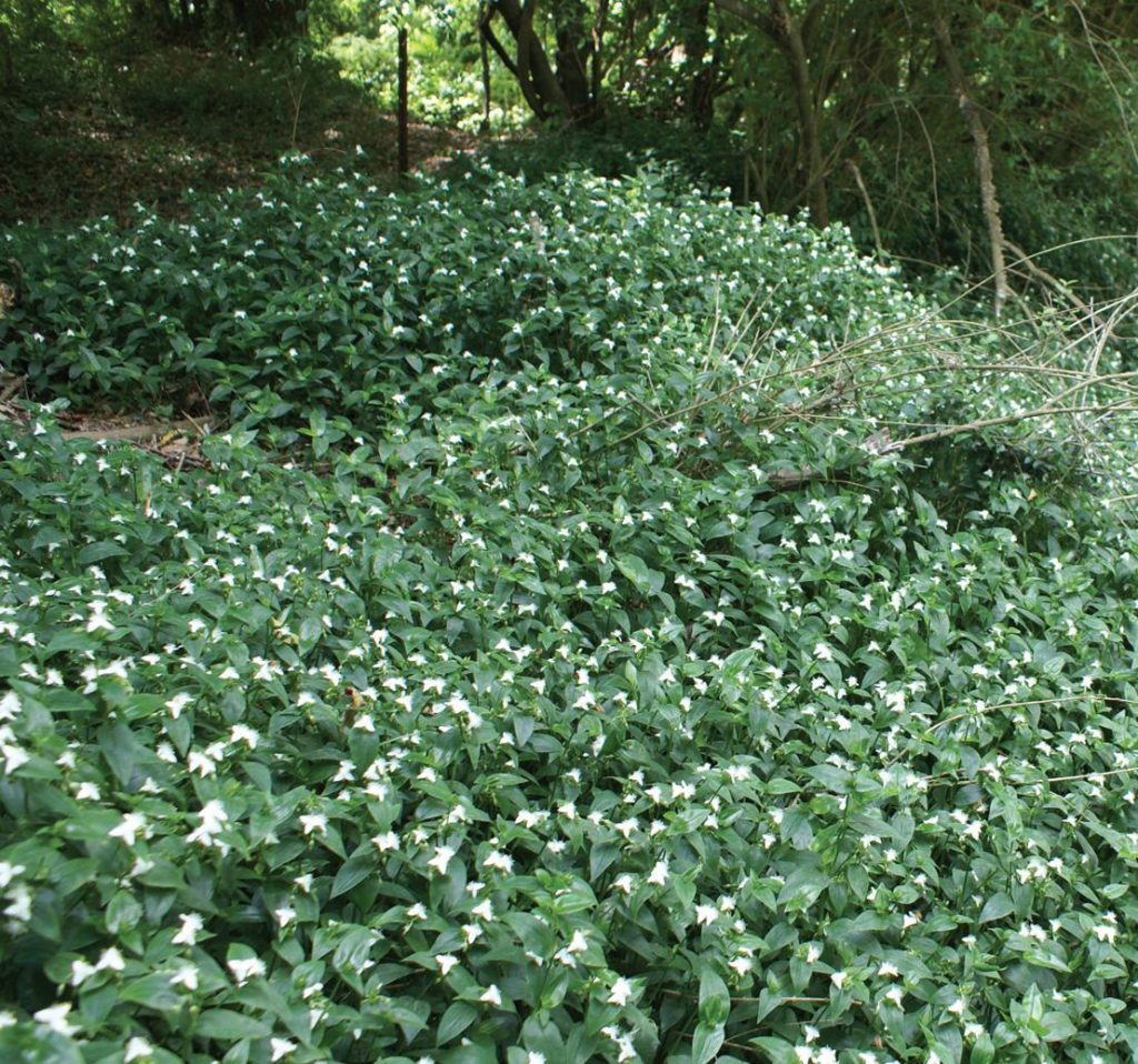 Tradescantia-albiflora