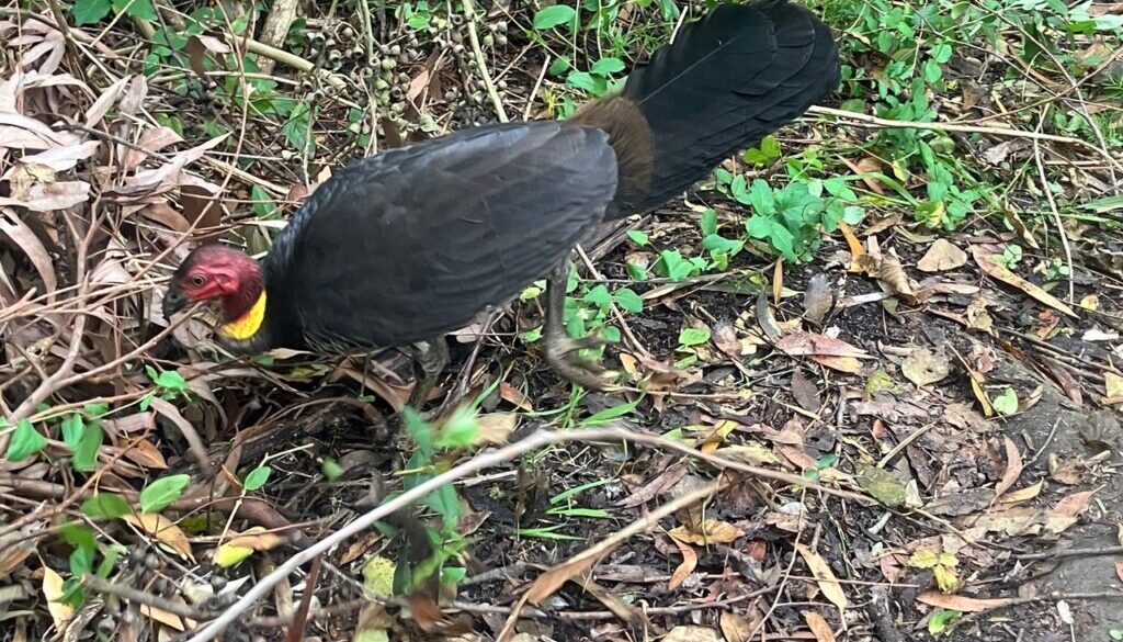 brush turkey