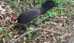 brush turkey