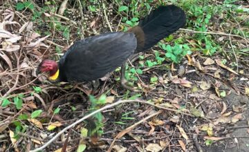 brush turkey