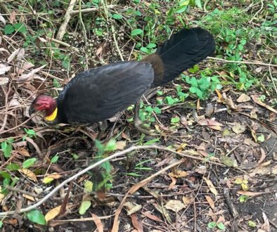 brush turkey