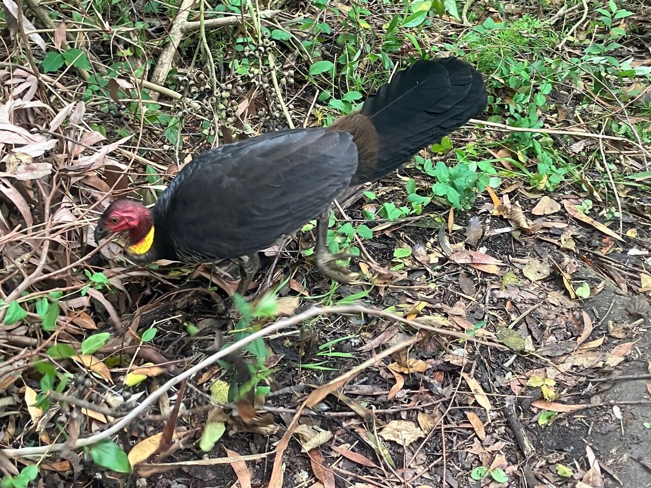 brush turkey