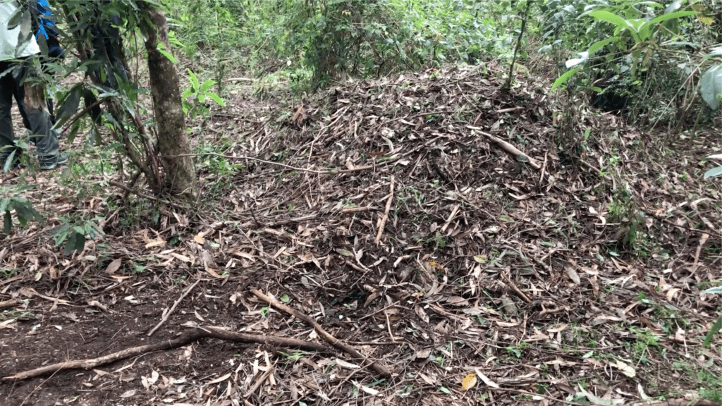 brush turkey mound