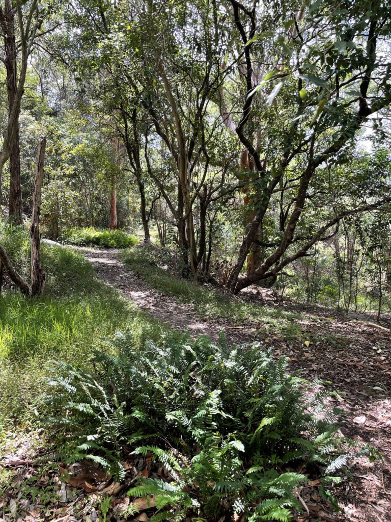 ferny path through bush