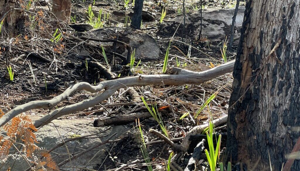 regrowth after HR burn